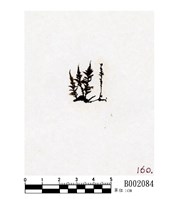 藏品(粗齒雉尾苔)的圖片